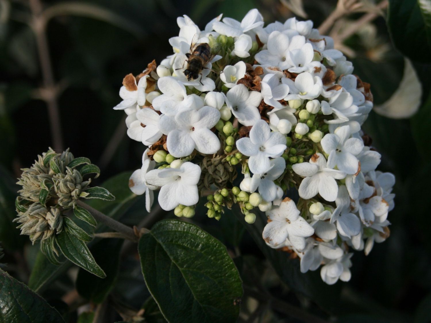 Schneeball 'Eskimo' - Viburnum 'Eskimo'