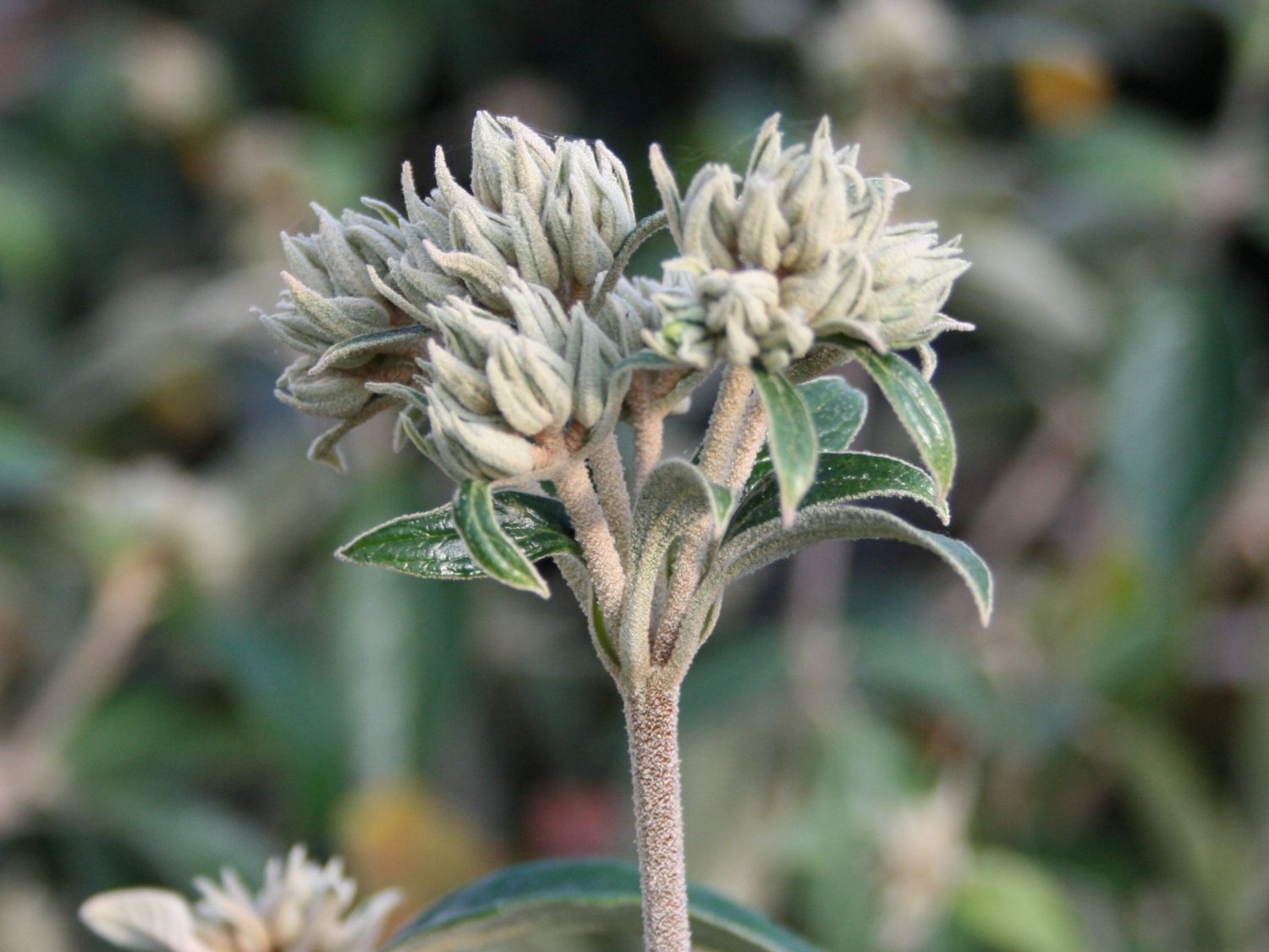 Schneeball 'Eskimo' - Viburnum 'Eskimo'