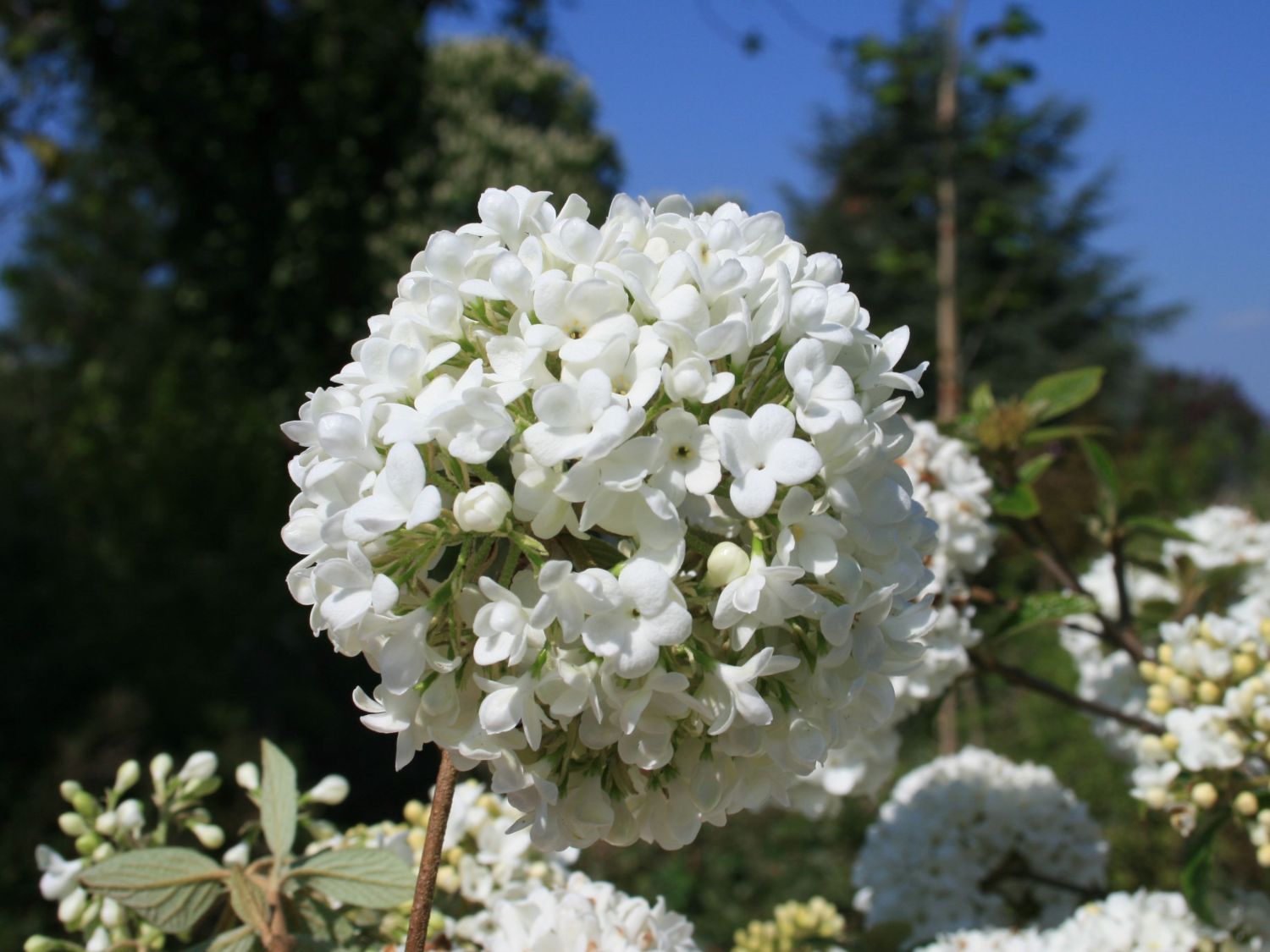 Schneeball 'Eskimo' - Viburnum 'Eskimo'