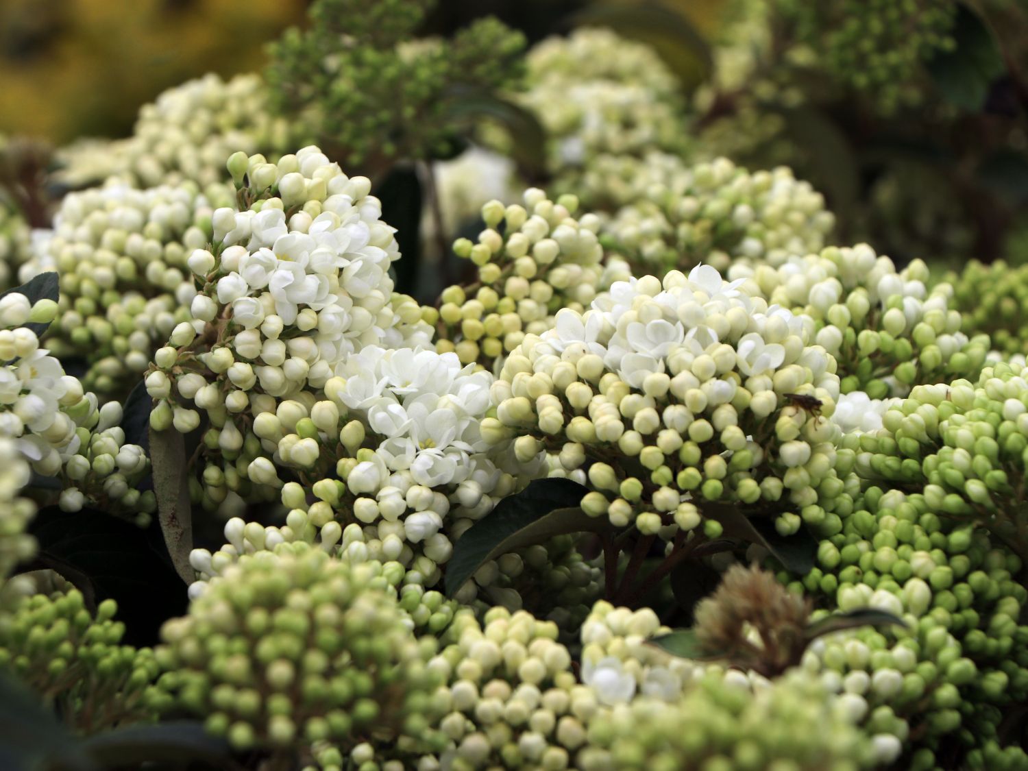 Schneeball 'Eskimo' - Viburnum 'Eskimo'