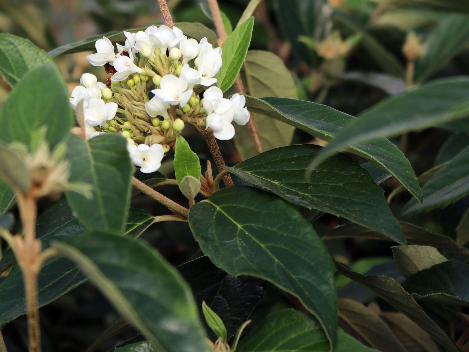 Schneeball 'Eskimo' - Viburnum 'Eskimo'