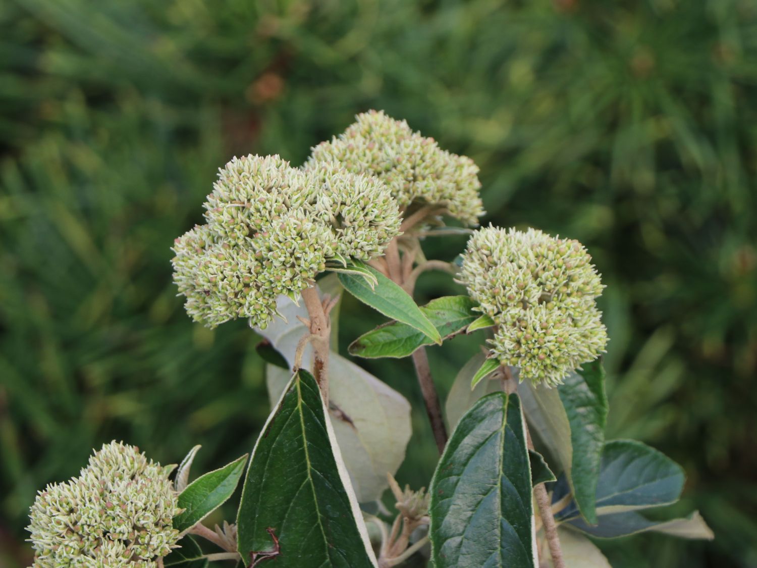 Schneeball 'Eskimo' - Viburnum 'Eskimo'