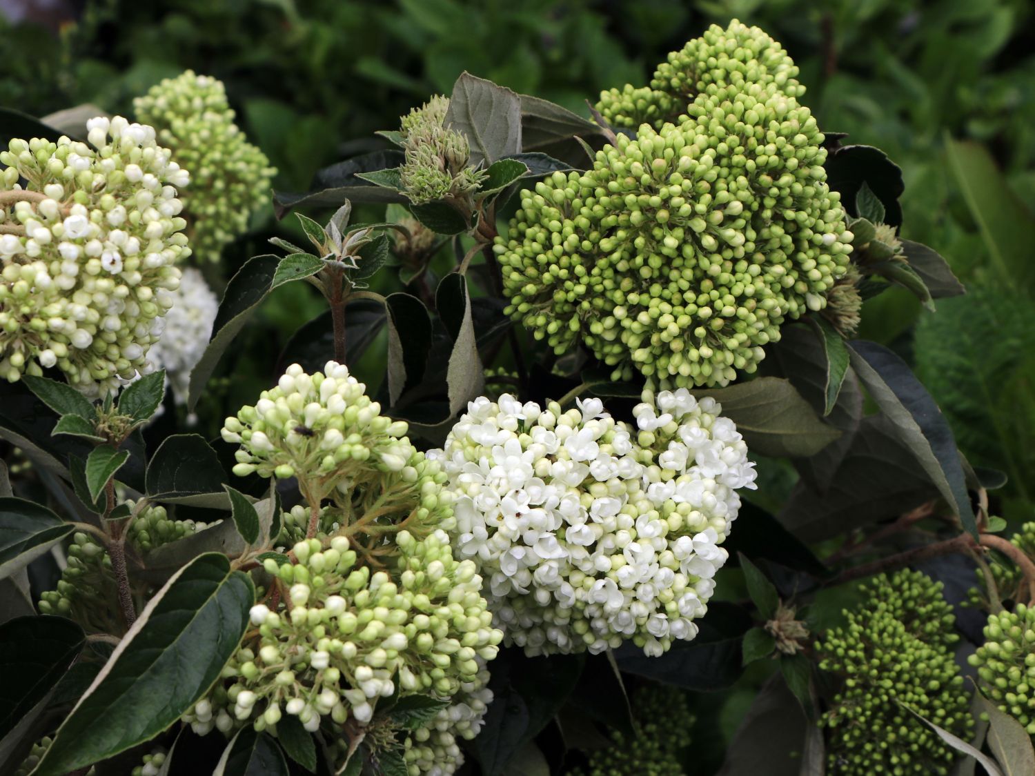 Schneeball 'Eskimo' - Viburnum 'Eskimo'