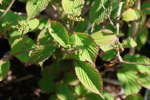 Schneeball 'Pinkimono'