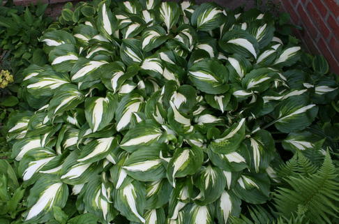 Schneefeder Funkie 'Univittata' - Hosta undulata 'Univittata'