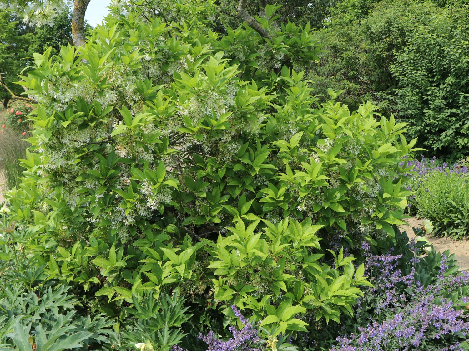 Schneeflockenstrauch