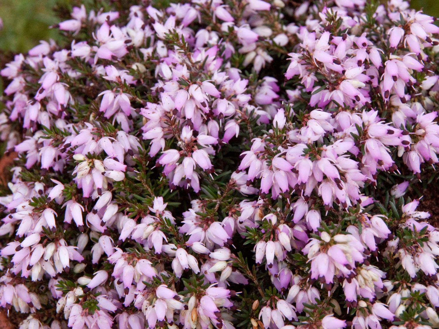 Heidekräuter (Erica)