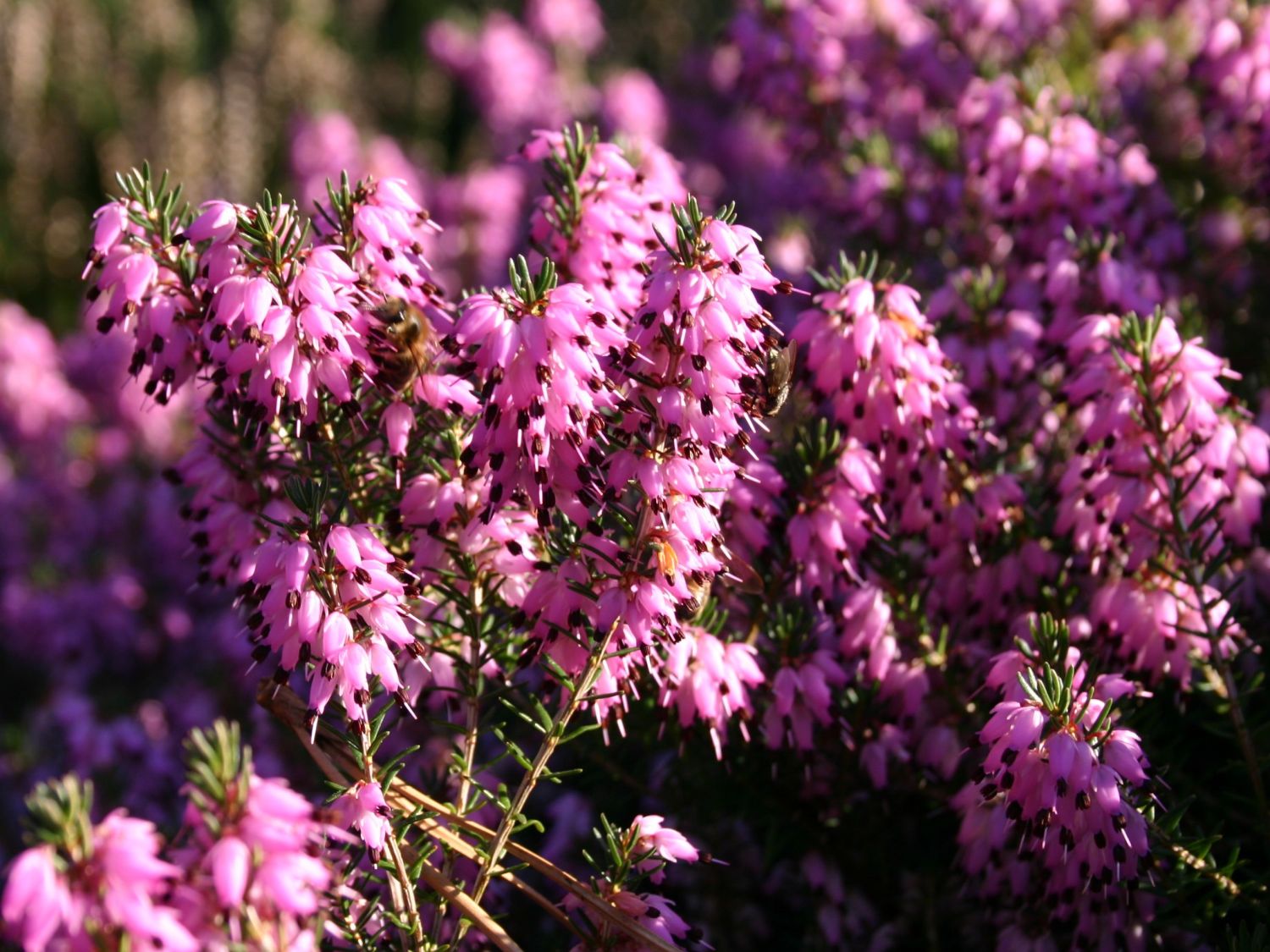 Schneeheide 'Rubinteppich'