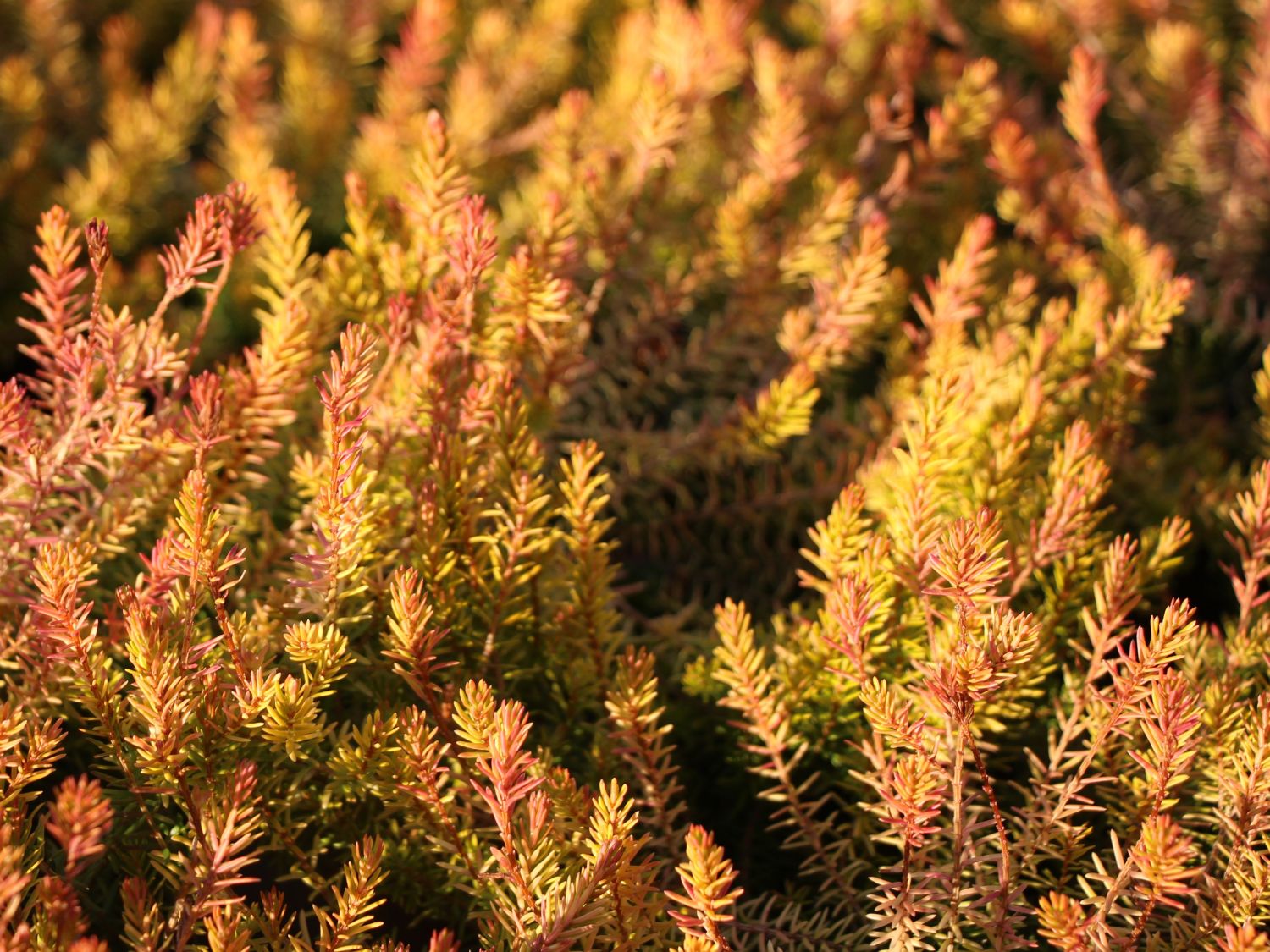 Schneeheide 'Westwood Yellow'