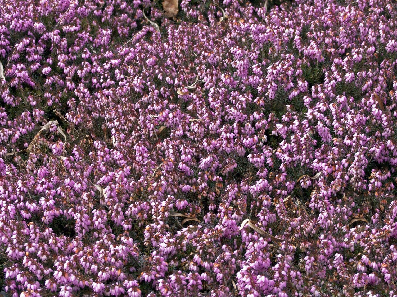 Schneeheide 'Winter Beauty' / Heidekraut