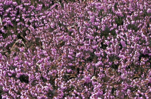 Schneeheide 'Winter Beauty' / Heidekraut - Erica carnea 'Winter Beauty'