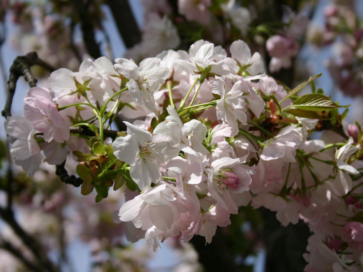 Schneekirsche / Winterkirsche / Japanische Blütenkirsche 'Autumnalis'