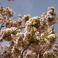Schneekirsche / Winterkirsche / Japanische Blütenkirsche 'Autumnalis' - Prunus subhirtella 'Autumnalis'