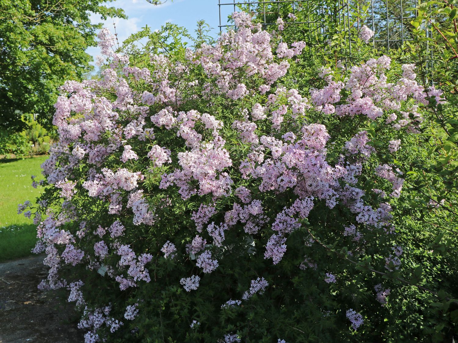 Schnittblattflieder / Gelapptblättriger Flieder