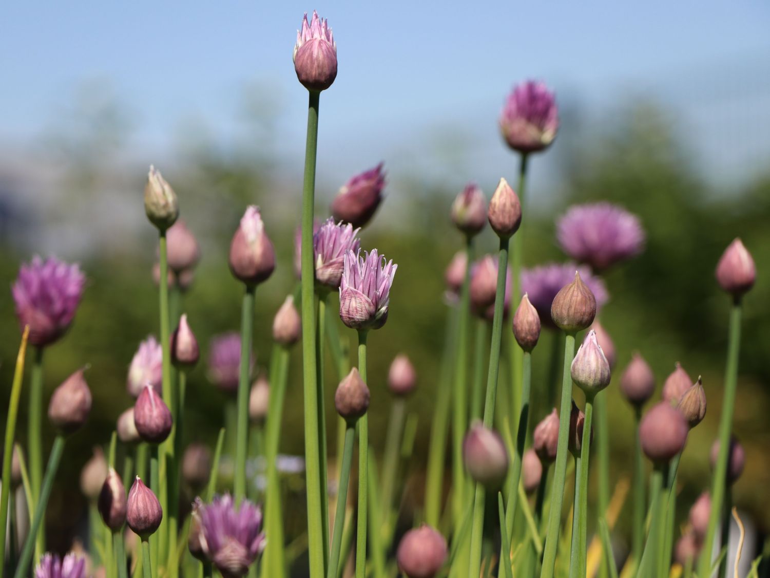 Lauch (Allium)