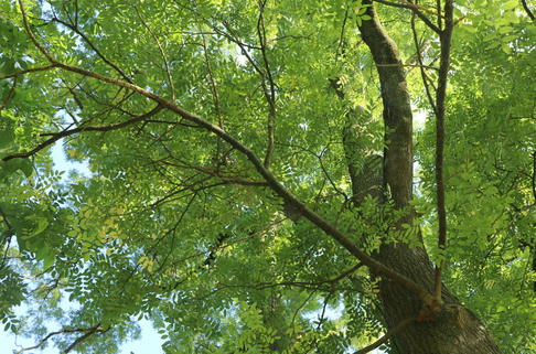 Schnurbaum - Styphnolobium japonicum / Sophora japonica