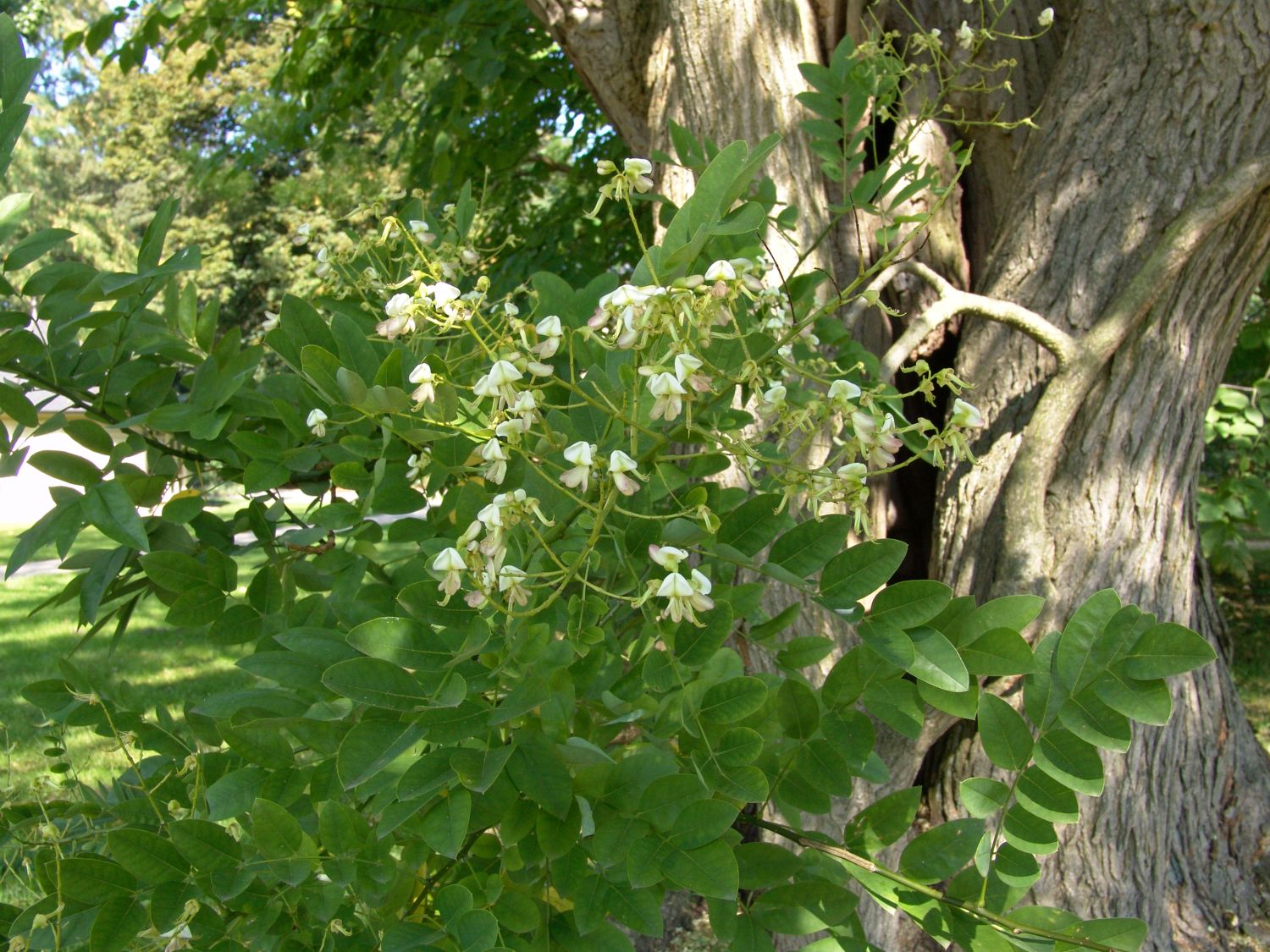 Schnurbäume (Sophora)