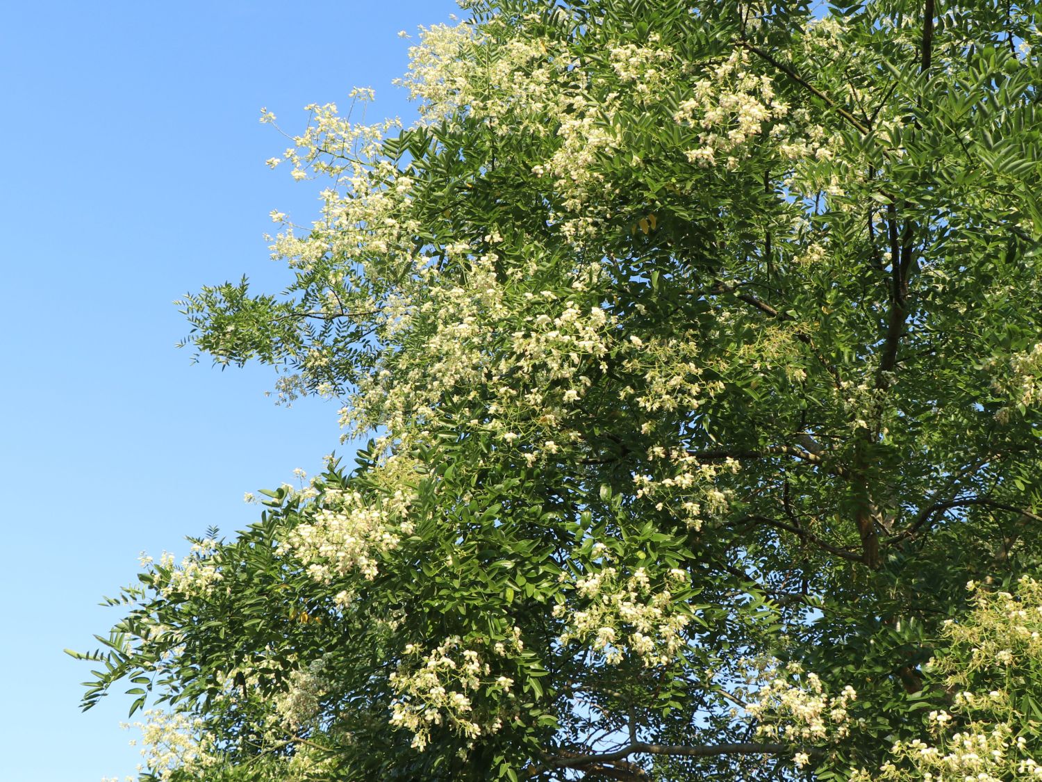 Schnurbaum - Styphnolobium japonicum / Sophora japonica