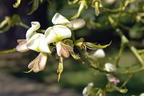 Schnurbaum - Styphnolobium japonicum / Sophora japonica