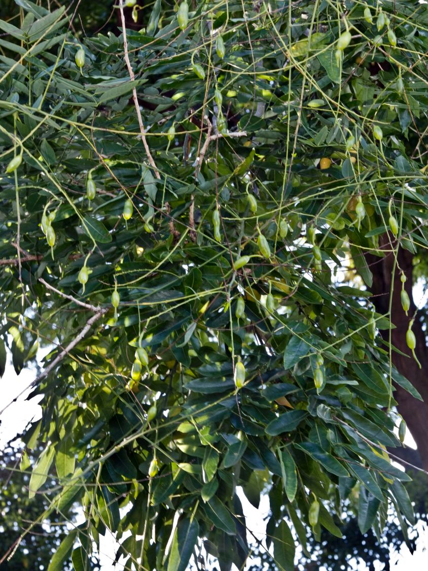 Schnurbaum - Styphnolobium japonicum / Sophora japonica