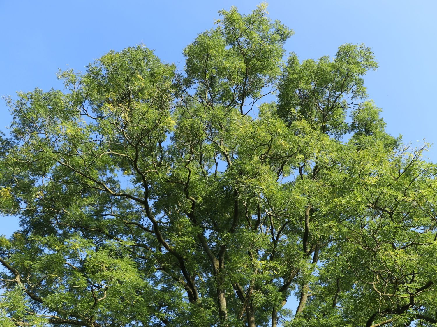 Schnurbaum - Styphnolobium japonicum / Sophora japonica