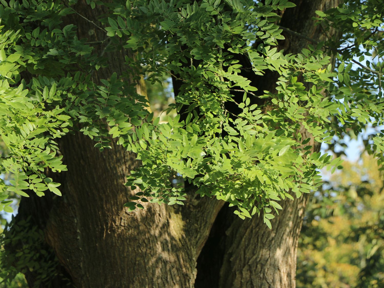 Schnurbaum - Styphnolobium japonicum / Sophora japonica
