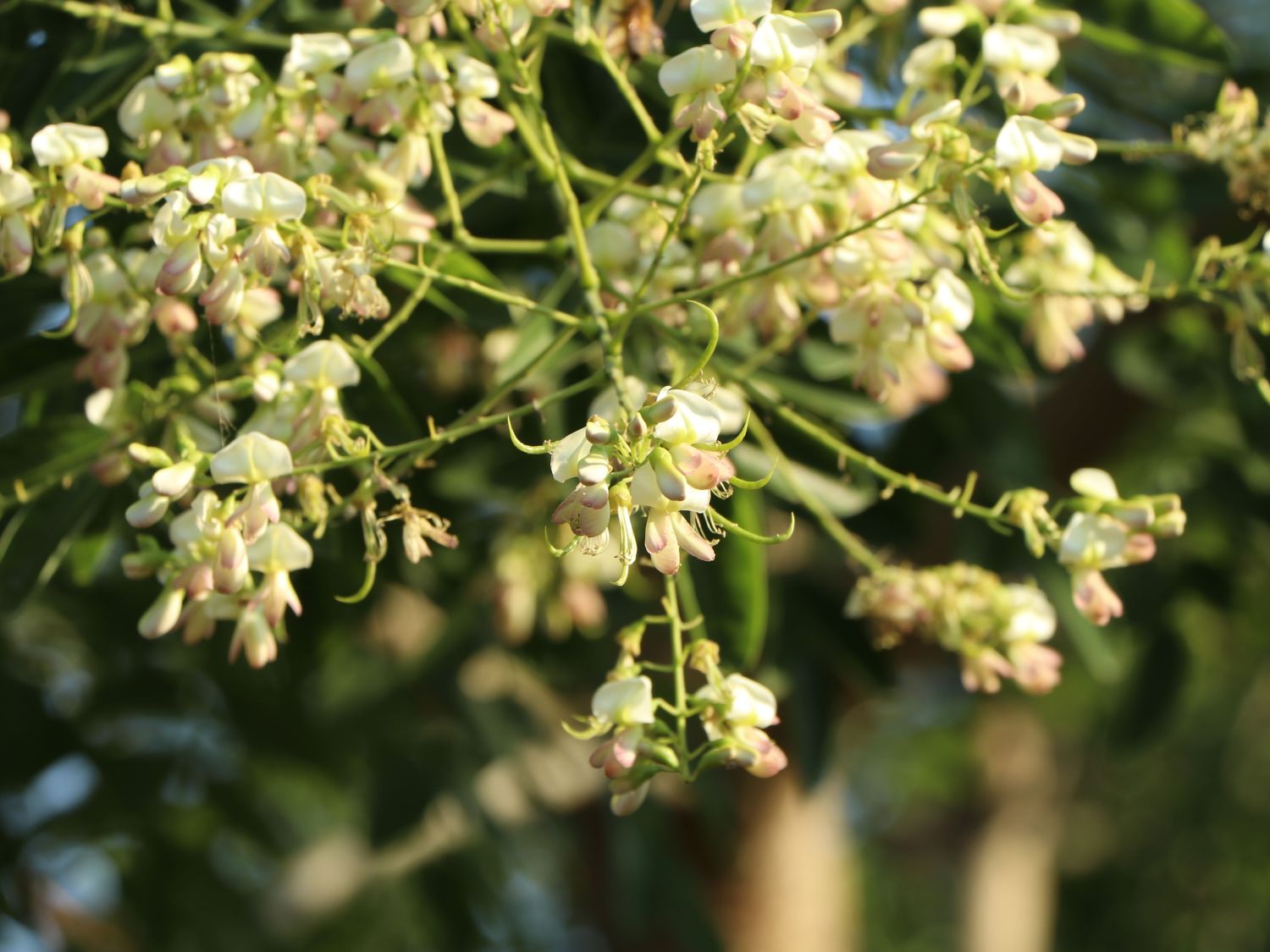 Schnurbaum - Styphnolobium japonicum / Sophora japonica