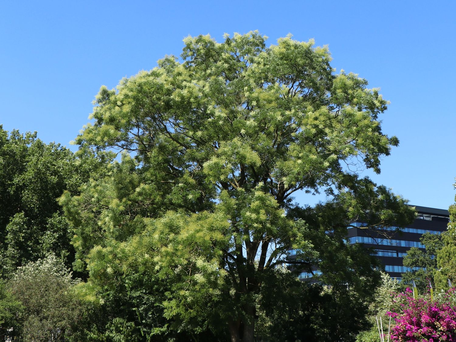 Schnurbaum - Styphnolobium japonicum / Sophora japonica