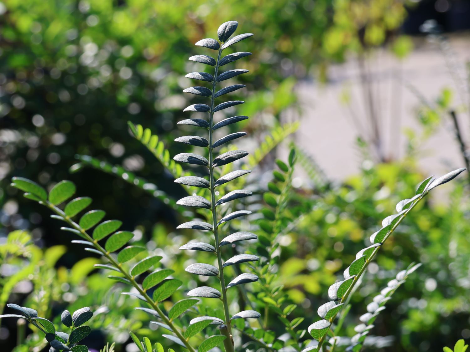 Schnurbaum microphylla 'Sun King' ®