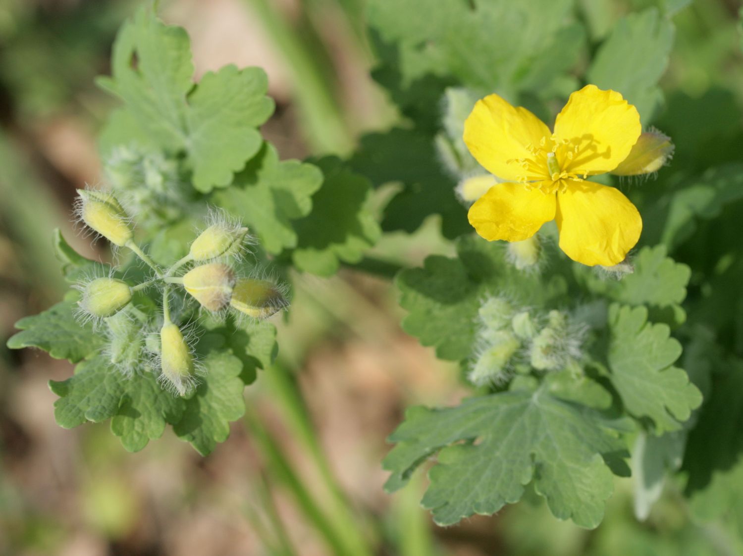 Chelidonium (Chelidonium)