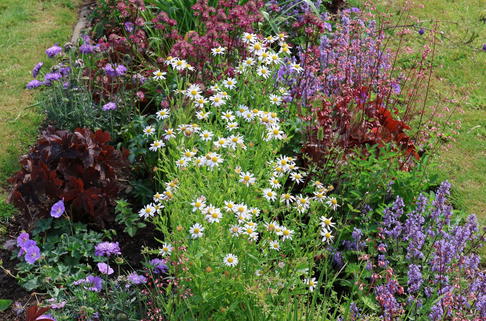 Schönaster 'Alba' - Kalimeris incisa 'Alba'