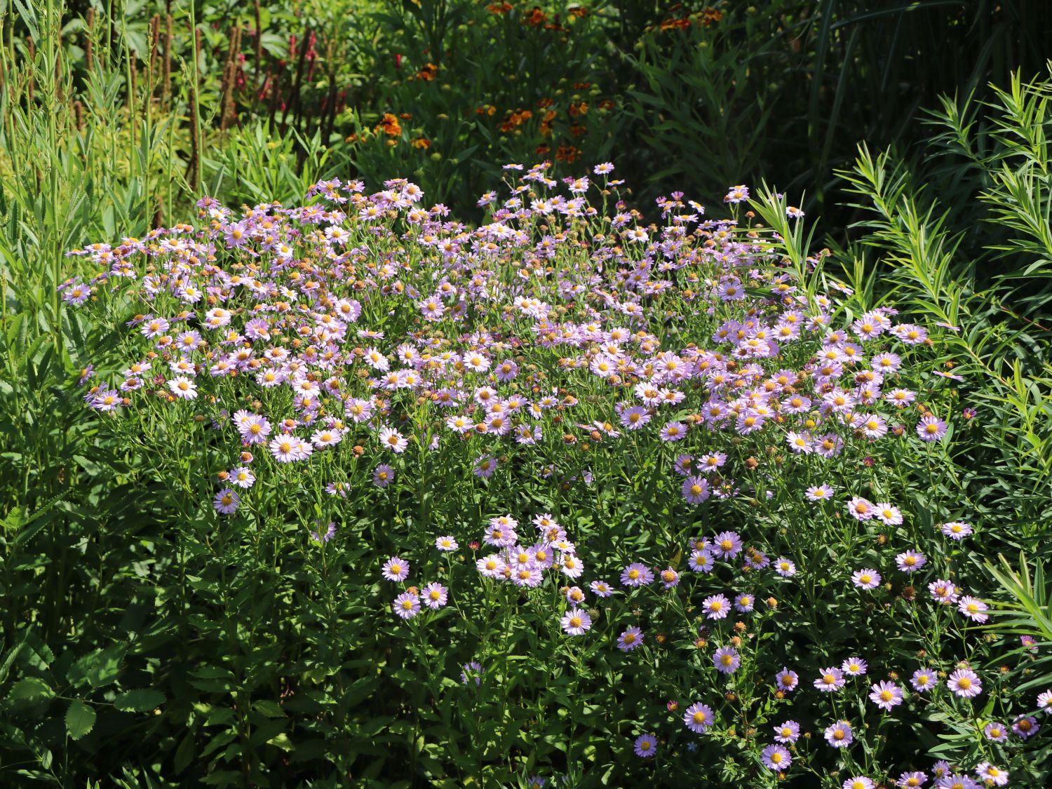Schönaster 'Antonia' - Kalimeris mongolica 'Antonia'
