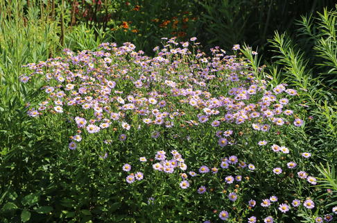 Schönaster 'Antonia' - Kalimeris mongolica 'Antonia'