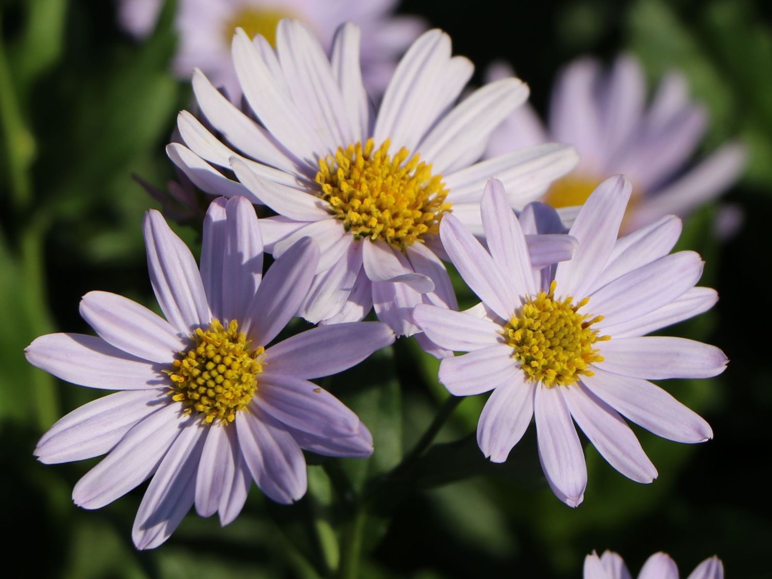 Schönaster 'Blue Star' - Kalimeris incisa 'Blue Star'