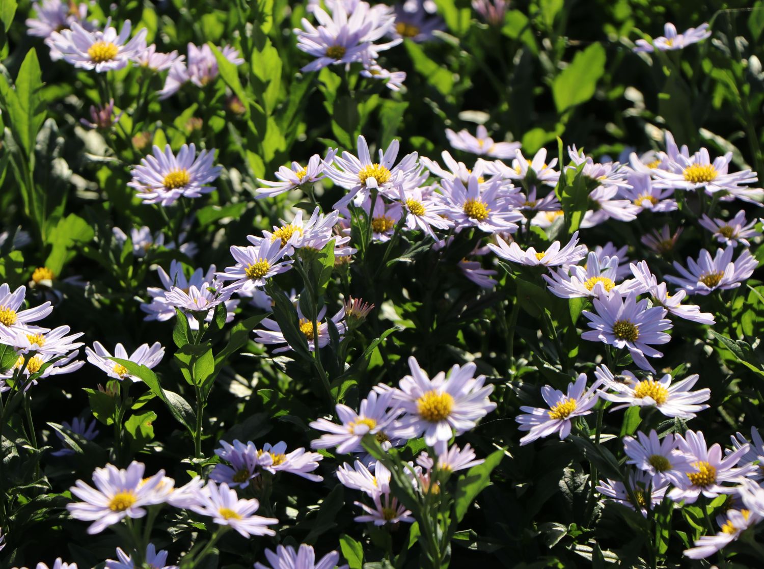 Schönaster 'Blue Star' - Kalimeris incisa 'Blue Star'