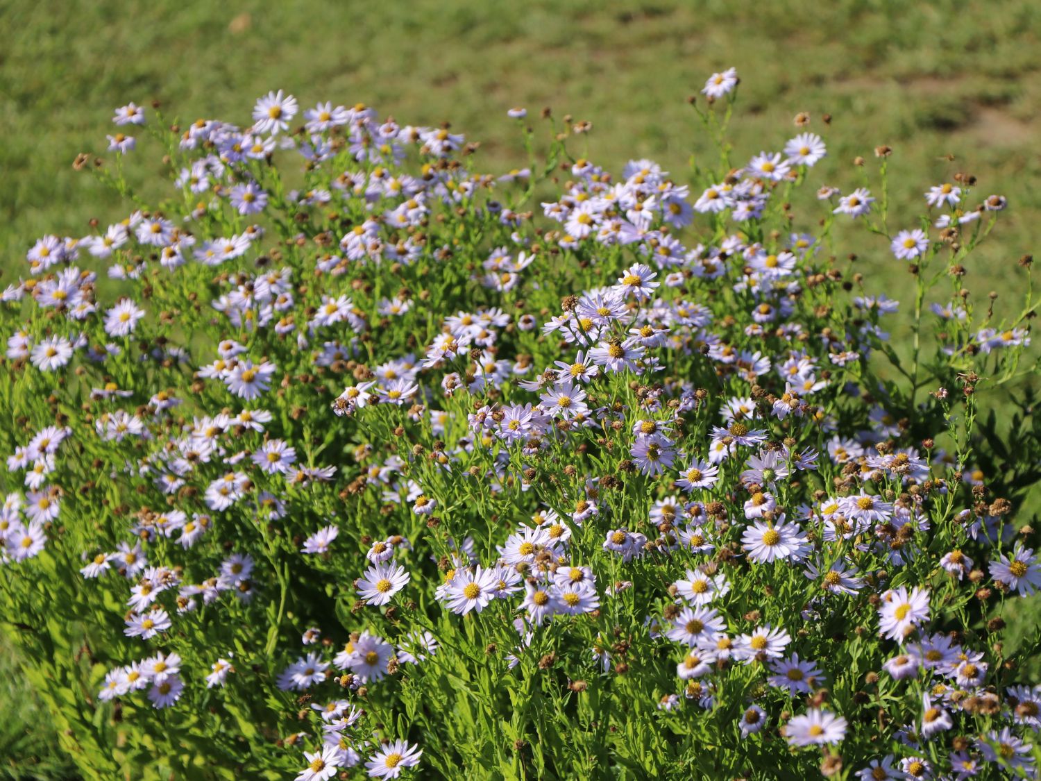Schönaster 'Blue Star' - Kalimeris incisa 'Blue Star'