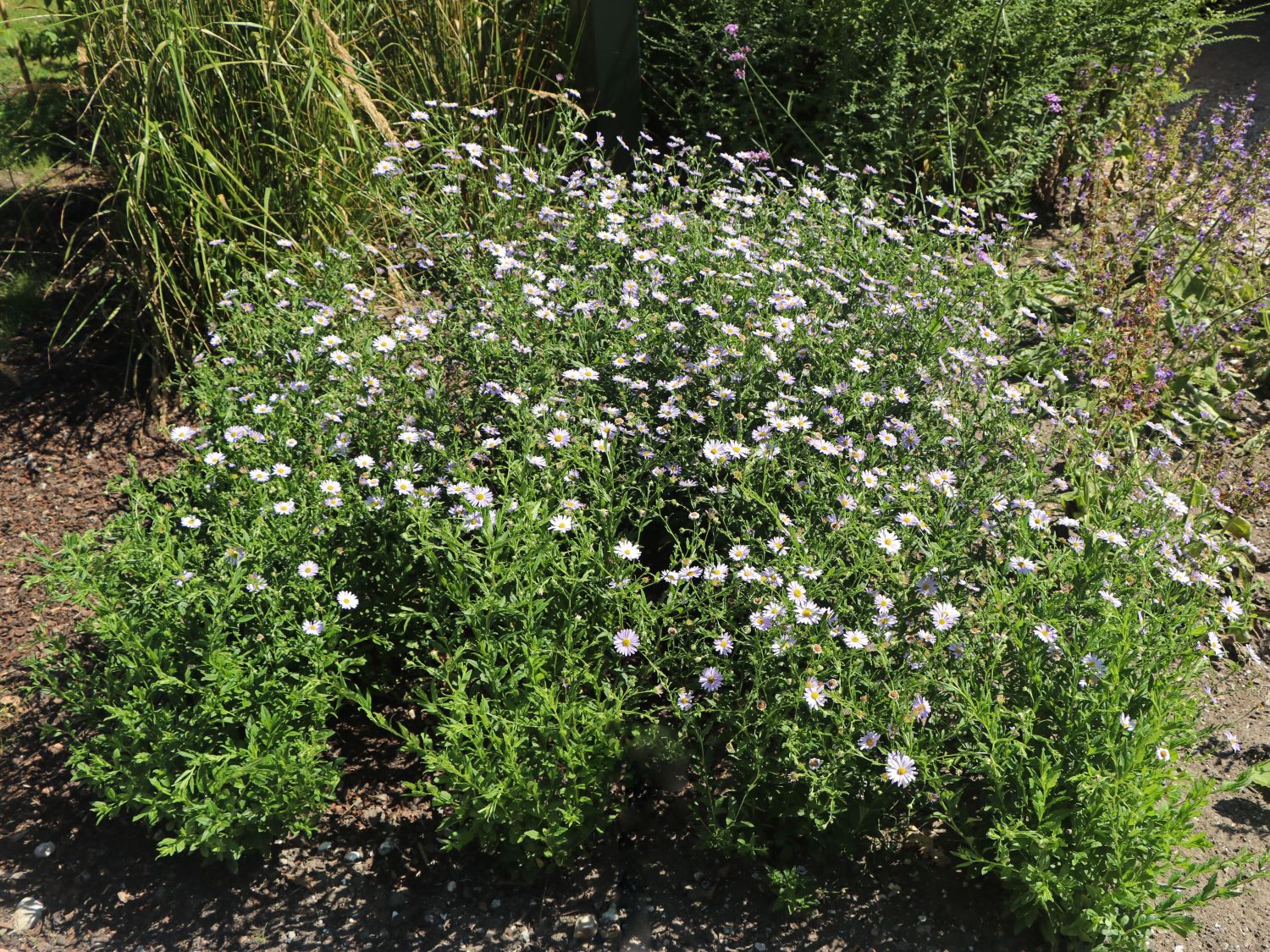 Schönaster 'Blue Star' - Kalimeris incisa 'Blue Star'