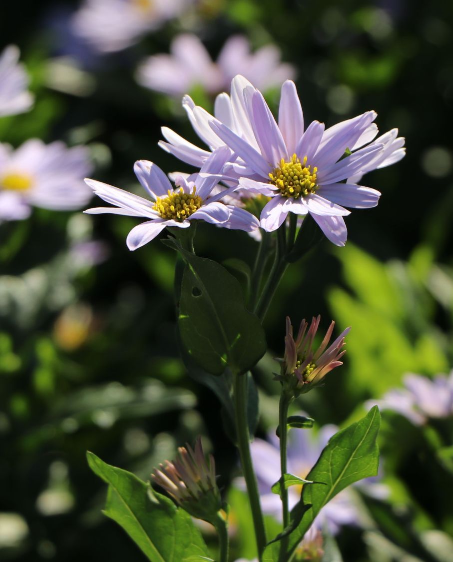 Schönaster 'Blue Star' - Kalimeris incisa 'Blue Star'