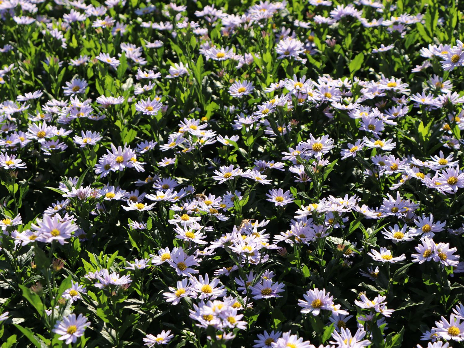 Schönaster 'Blue Star' - Kalimeris incisa 'Blue Star'