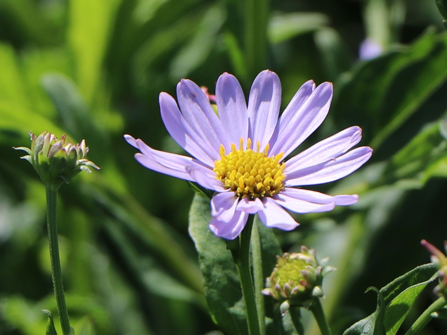 Schönaster 'Blue Star' - Kalimeris incisa 'Blue Star'