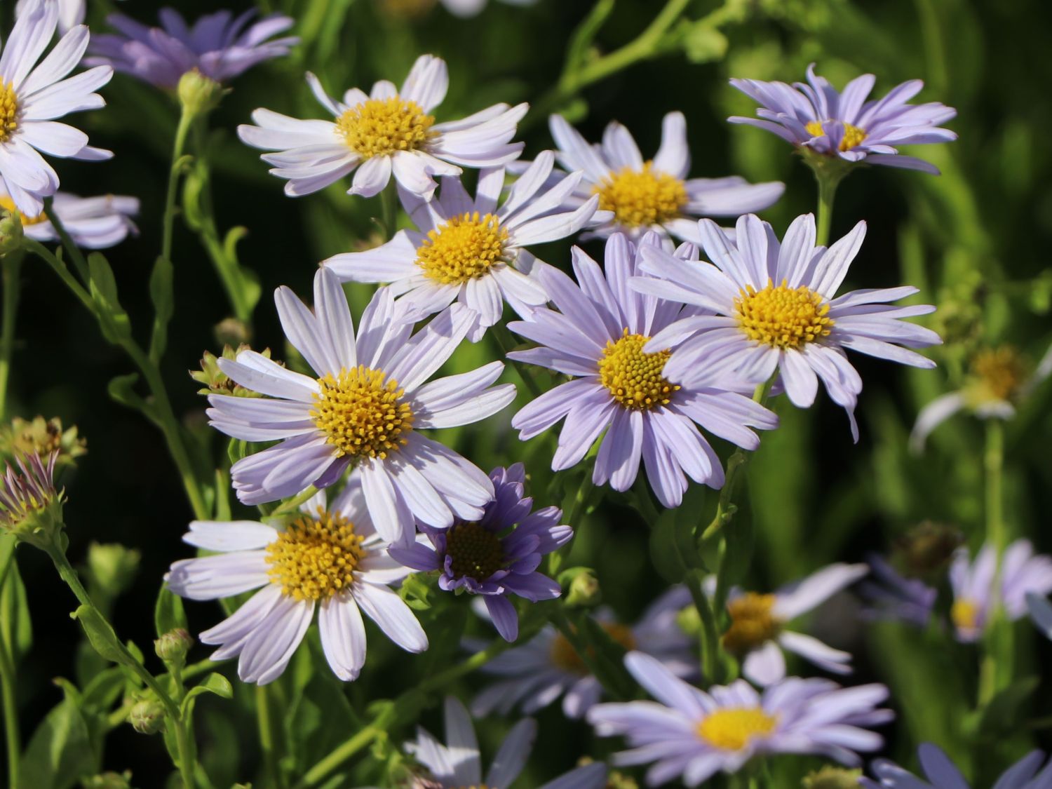Schönaster 'Blue Star' - Kalimeris incisa 'Blue Star'