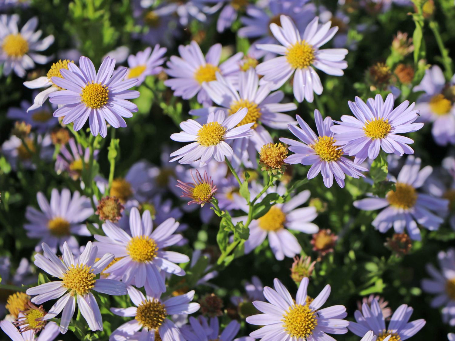 Schönaster 'Blue Star' - Kalimeris incisa 'Blue Star'