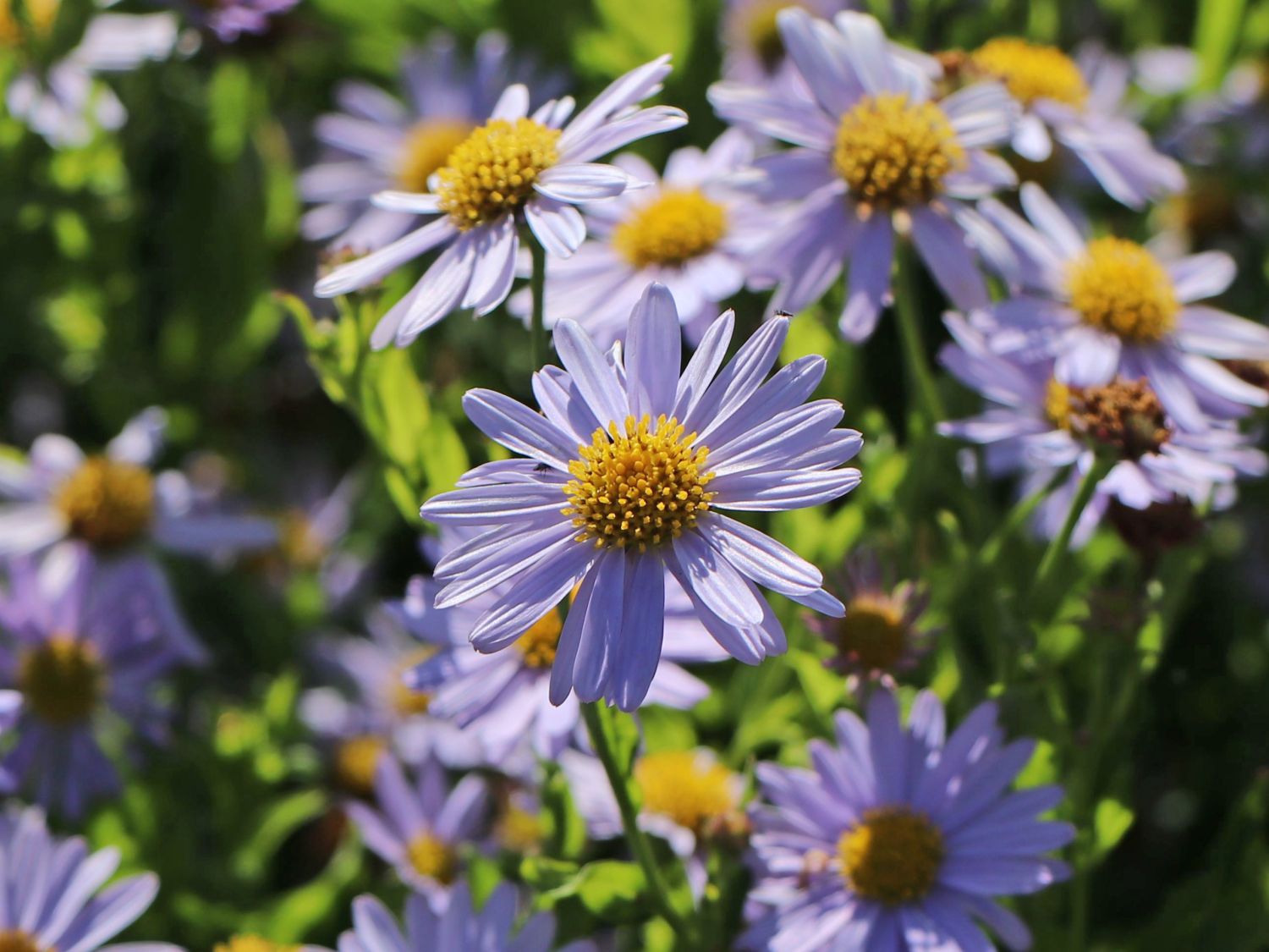 Schönaster 'Blue Star' - Kalimeris incisa 'Blue Star'