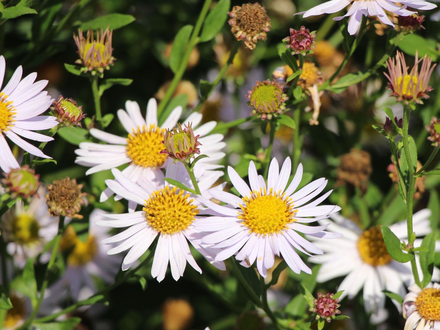 Schönaster 'Charlotte'