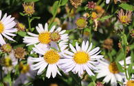 Schönaster 'Charlotte'