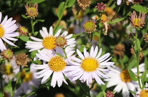 Schönaster 'Charlotte' - Kalimeris incisa 'Charlotte'