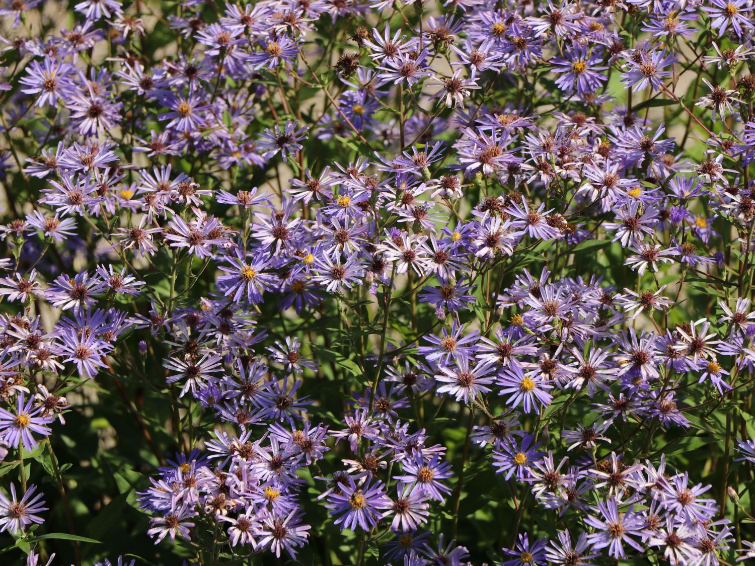 Kalimeris (Kalimeris)