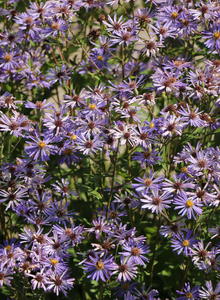 Kalimeris (Kalimeris)