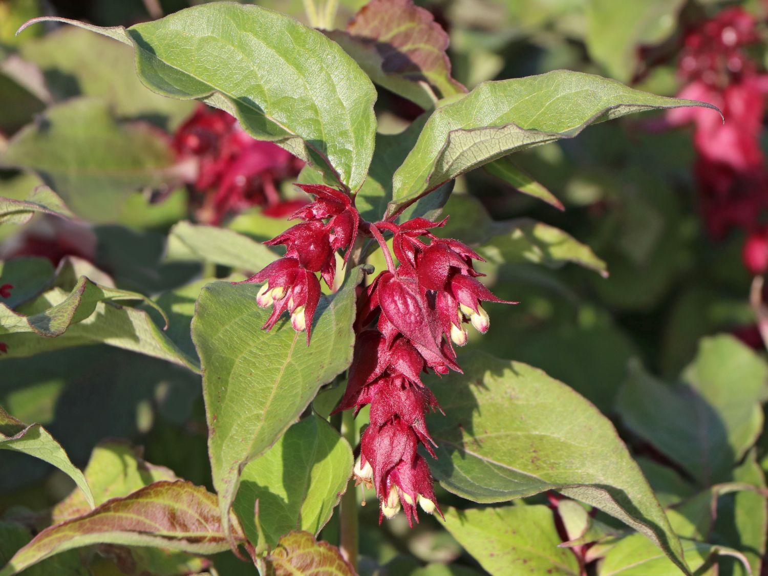 Schöne Leycesterie / Karamellbeere - Leycesteria formosa