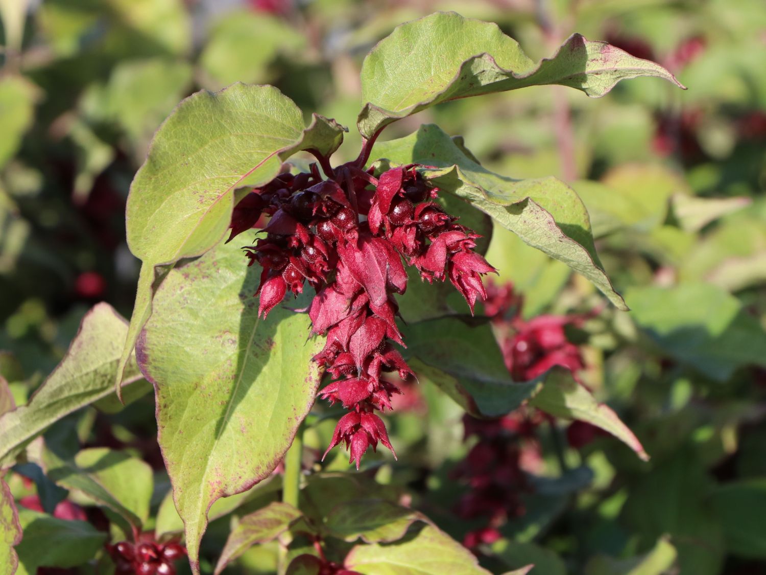 Schöne Leycesterie / Karamellbeere - Leycesteria formosa